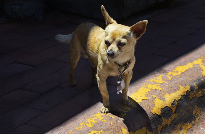 chihuahua dog on curb