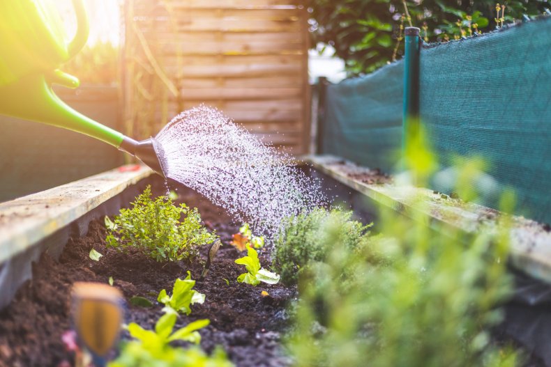 Watering your plants