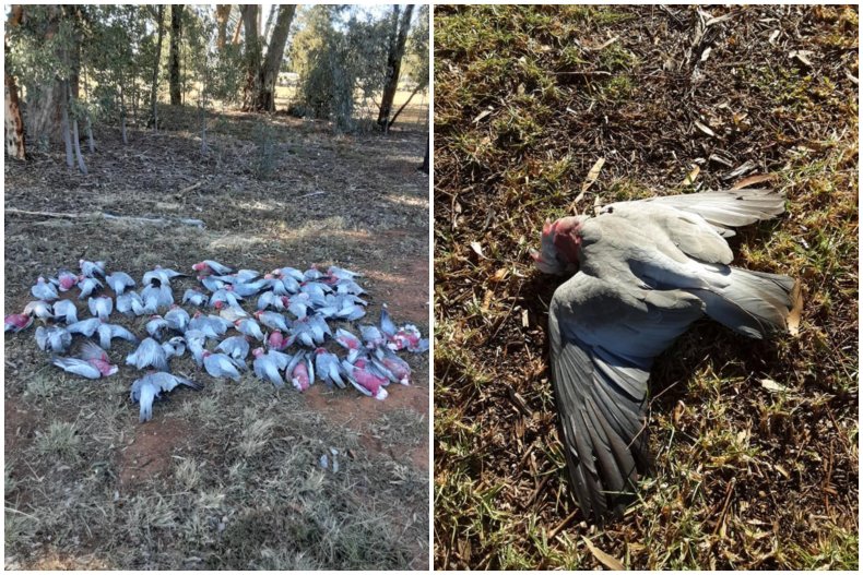 Birds Poisoned from Mouse Bait