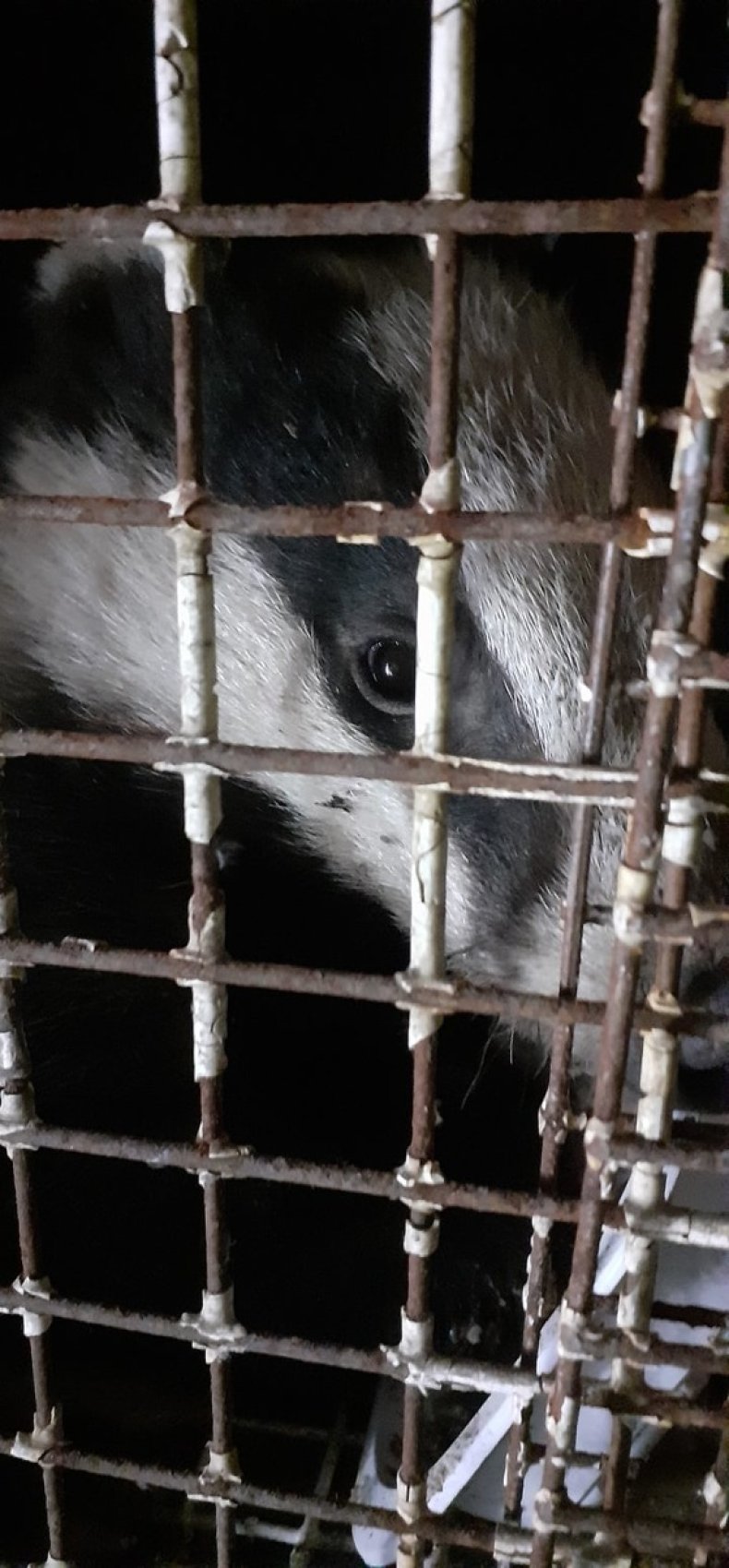 The badger that infiltrated a military compound.