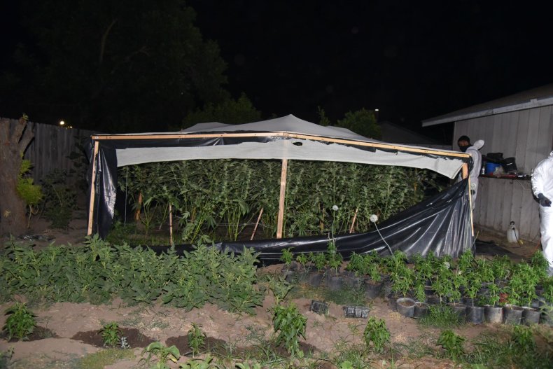Cannabis Plants