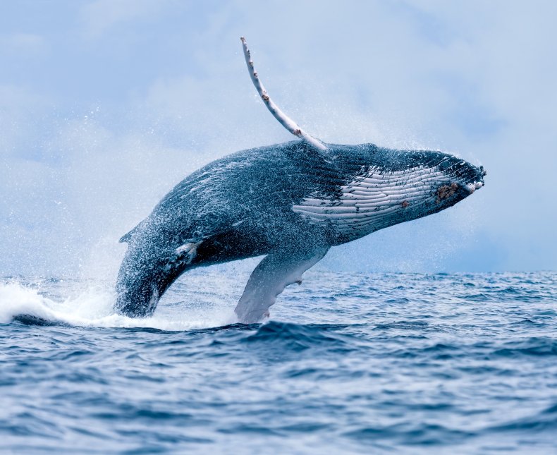 A humpback whale