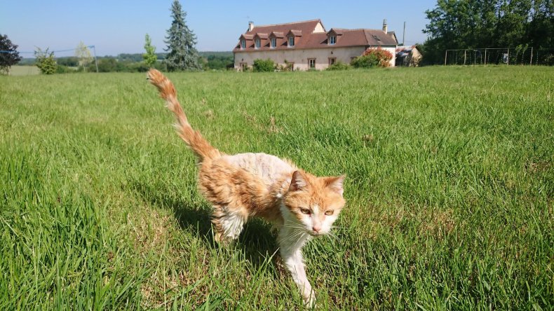 Angie the cat