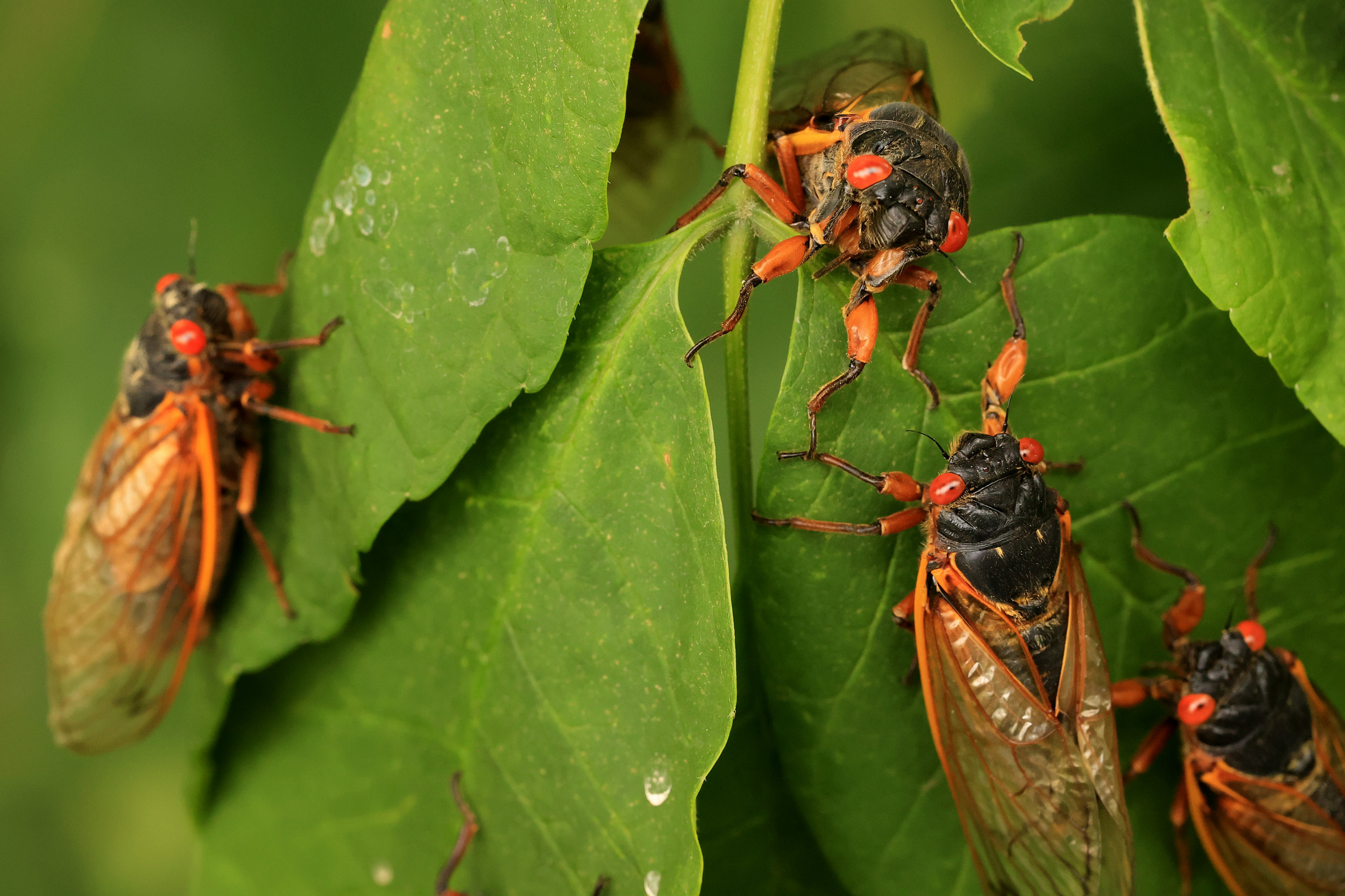 Police Say A Cicada Is Responsible For A Car Crash In Ohio