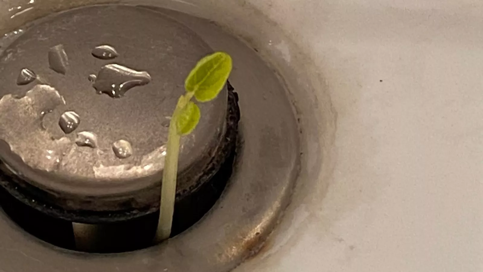A tiny plant is growing in our laundry sink lint sock : r