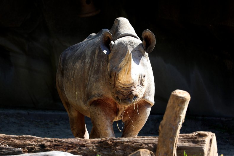Black rhino