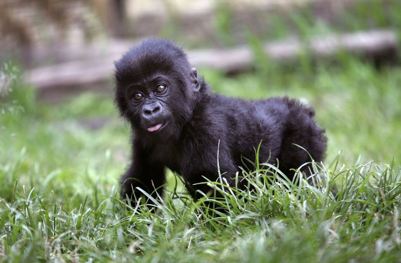 Rytų žemumų gorila