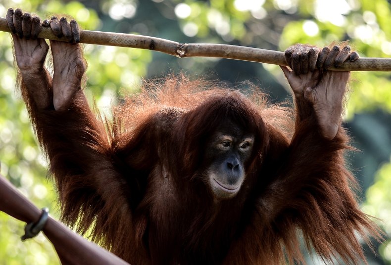 Sumatrano orangutanas