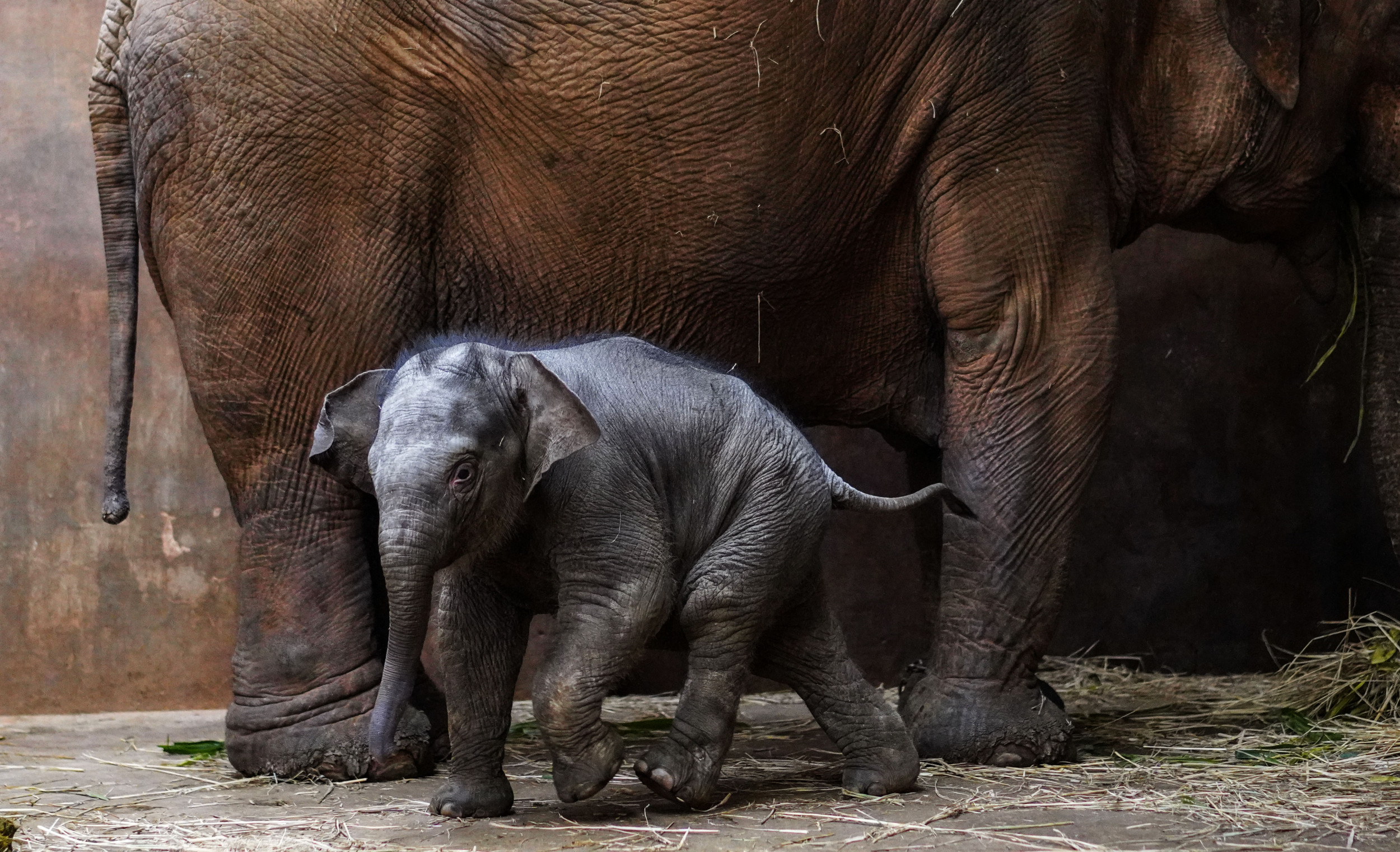 white china elephant