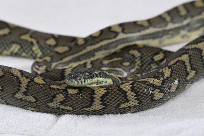 Carpet Python