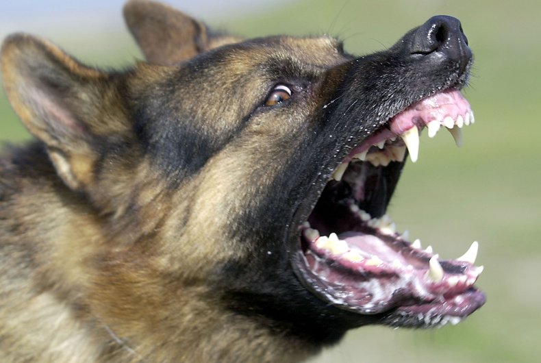 A German shepherd undergoes attack-dog training.