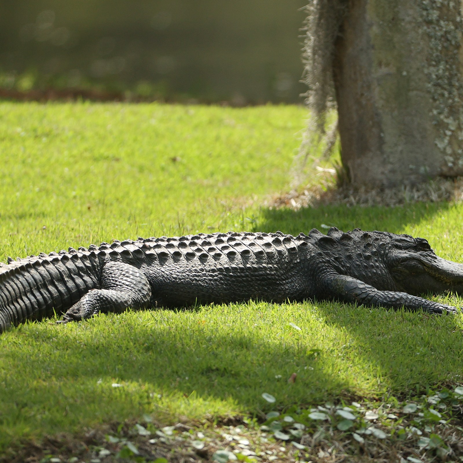 Monster' 10-Foot Long Alligator Caught Roaming Streets on Video