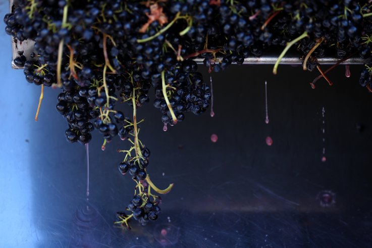 Syrah grapes for wine