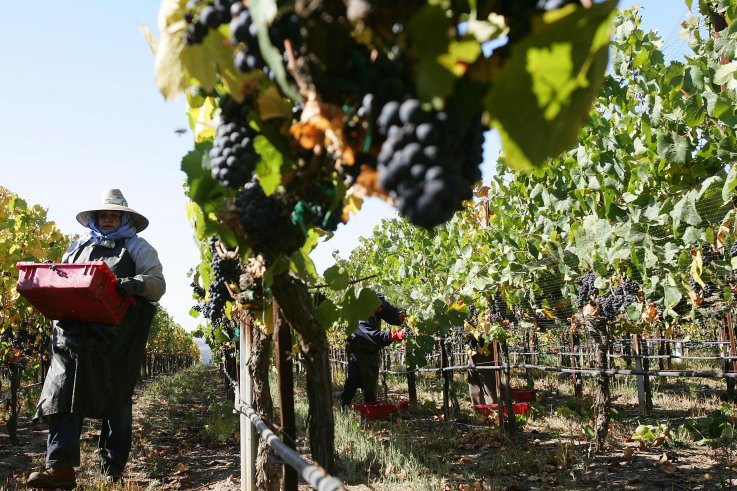 Wine grape laborers