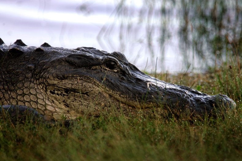 Florida woman attacked by alligator