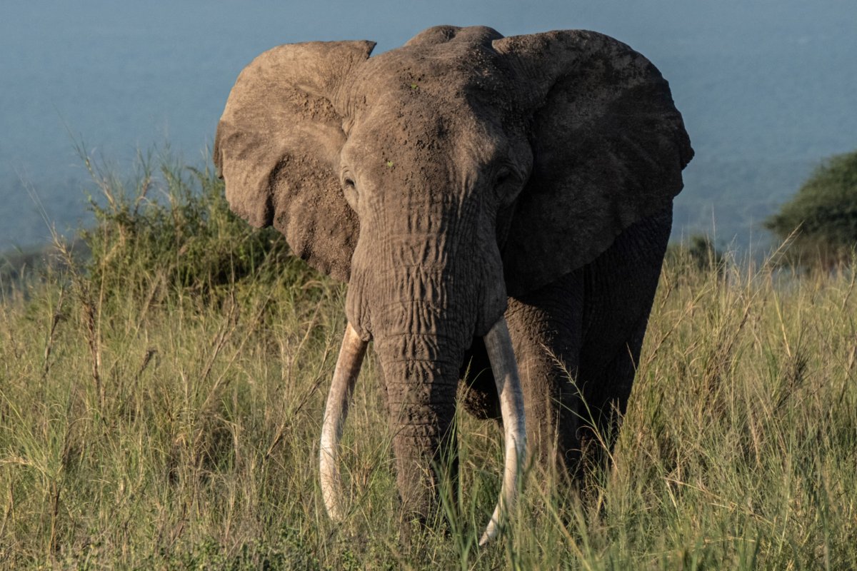 Elephant kills teenager in Congo