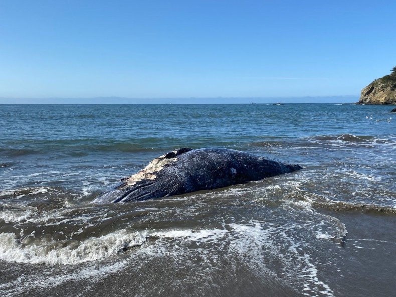 Beached whale