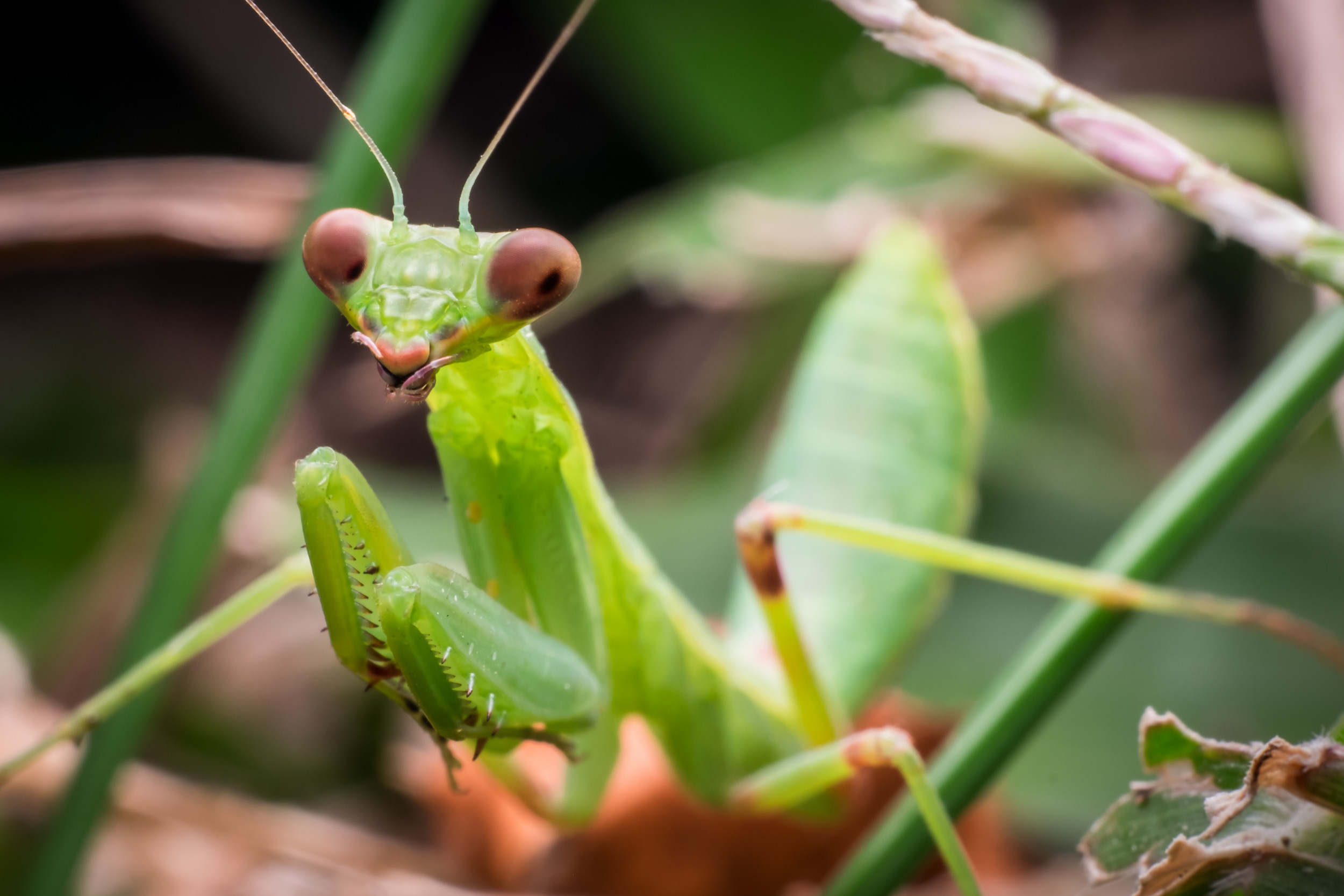 Nest of Praying Mantises Hatches Right Outside a Man&#039;s Front Door