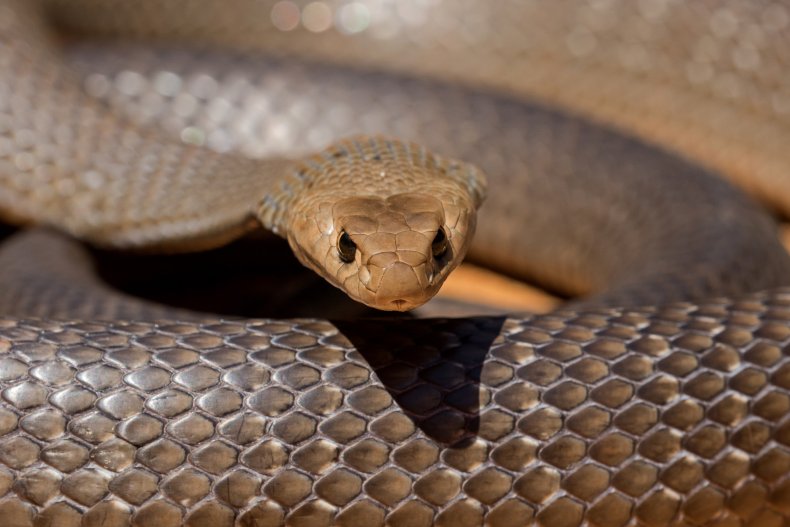 An eastern brown snake