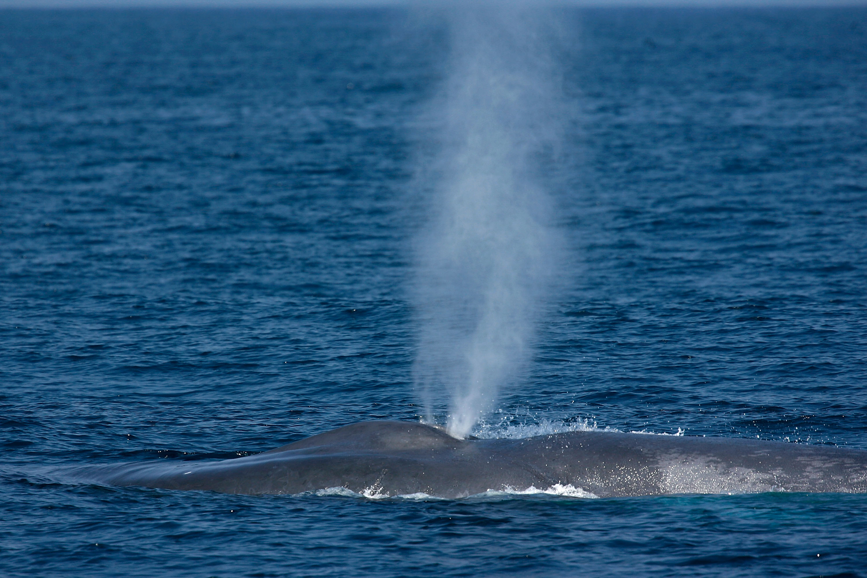 blue whales breach off california coast