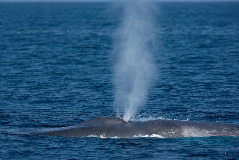Blue whales breach off the California coast.