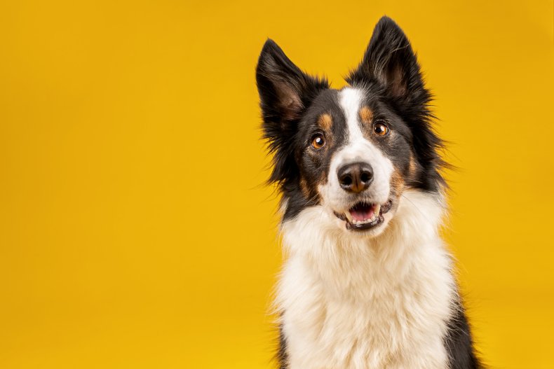 Border Collie Dog