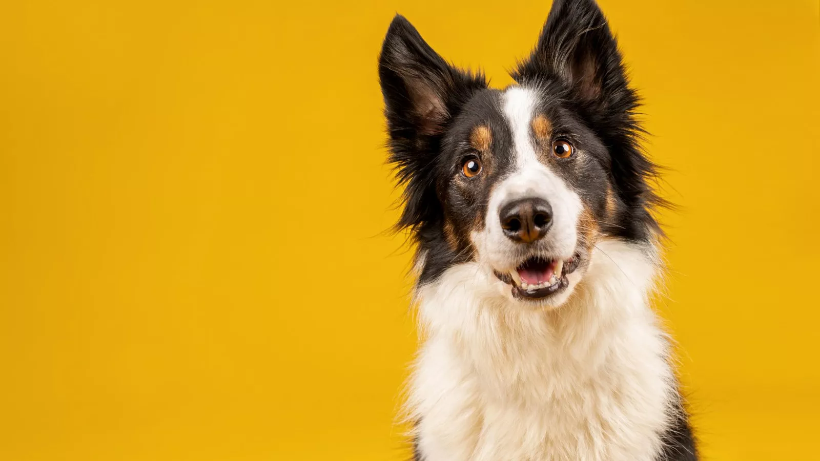 Embarrassed Dog Enters Wrong Home By Accident His Reaction Is Hilarious Embarrassed Dog Enters Wrong Home By Accident His Reaction Is Hilarious