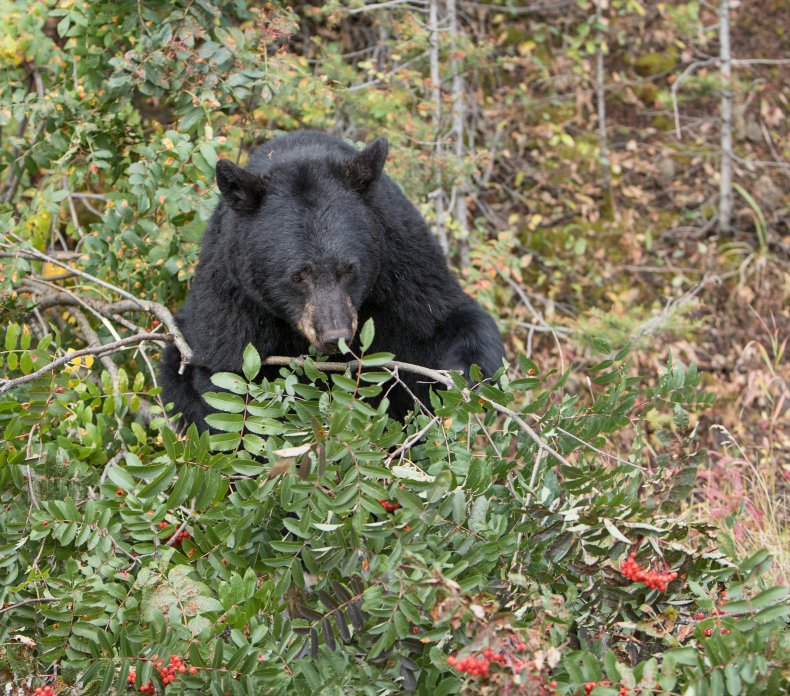 black bear killed