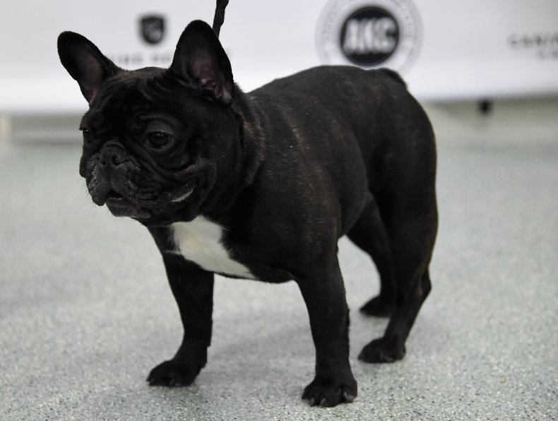 French Bulldog