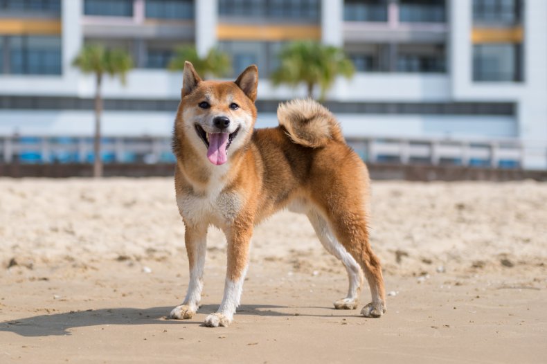 Shiba Inu