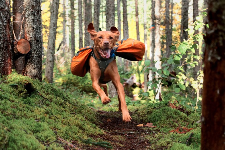 Vizsla