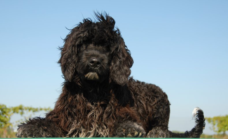 Water dog