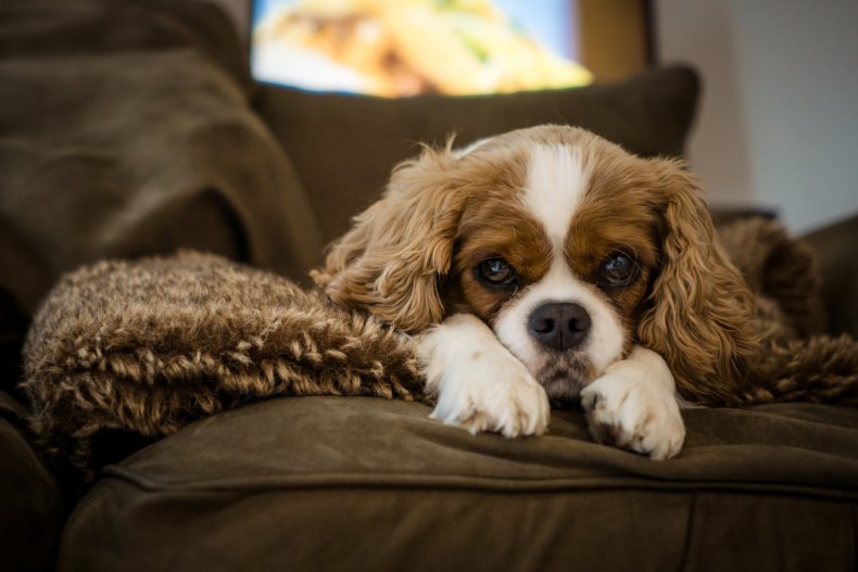 king charles spaniel