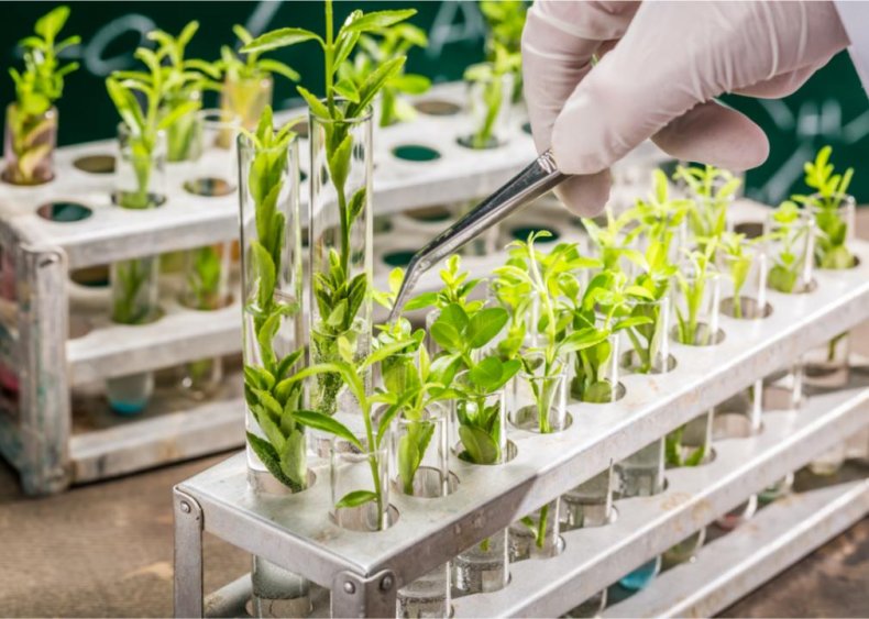 #46. Animal and plant sciences