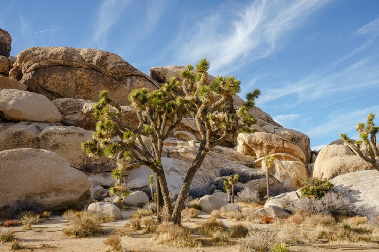 Joshua tree