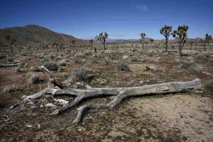 Decomposing Joshua tree