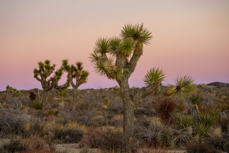 Joshua Tree National Park