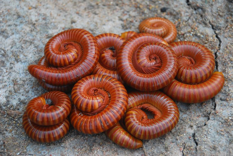 Stock image of millipedes