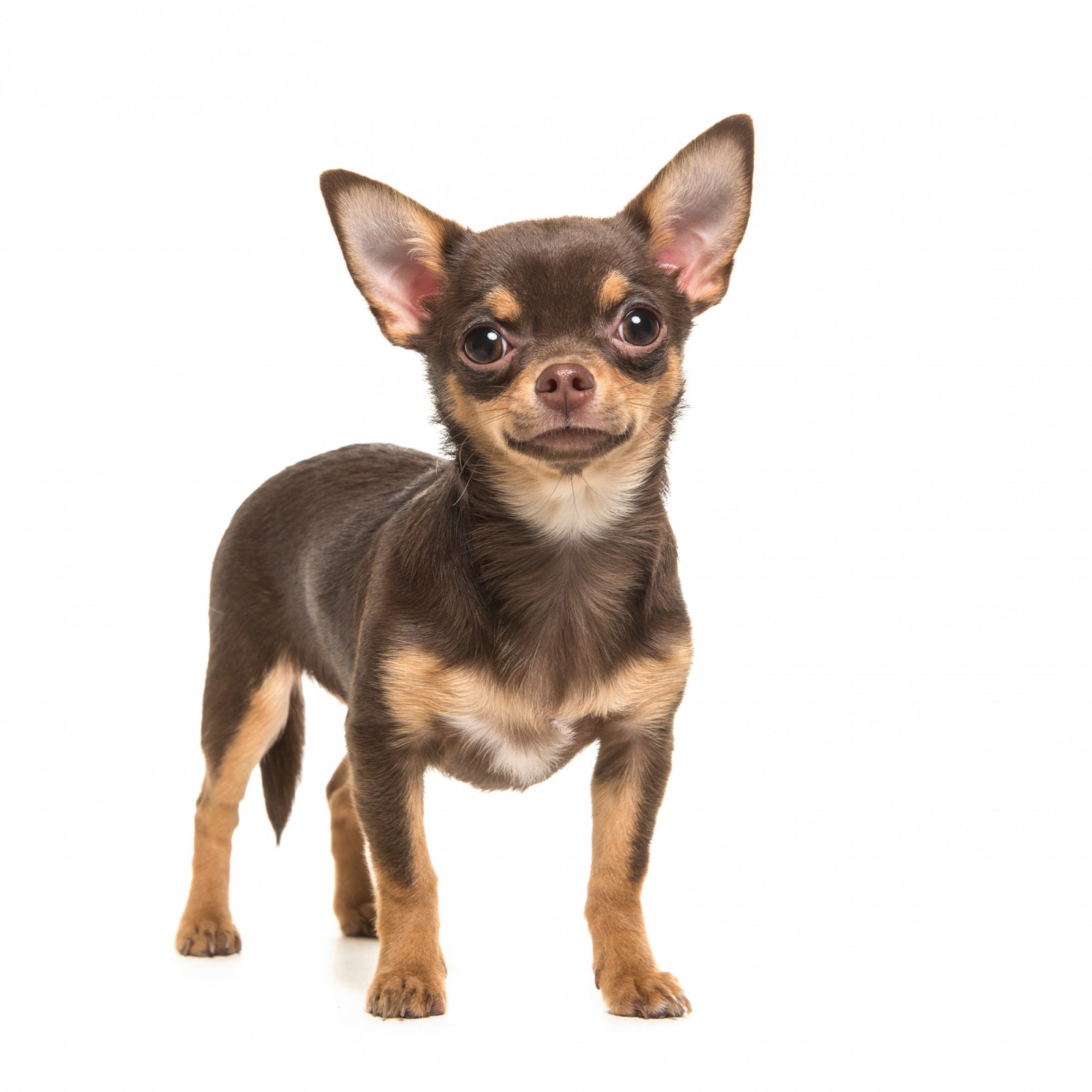 Woman Details Having Her Eyelid Ripped Off By Chihuahua In Series Of Videos Woman Details Having Her Eyelid Ripped Off By Chihuahua In Series Of Videos