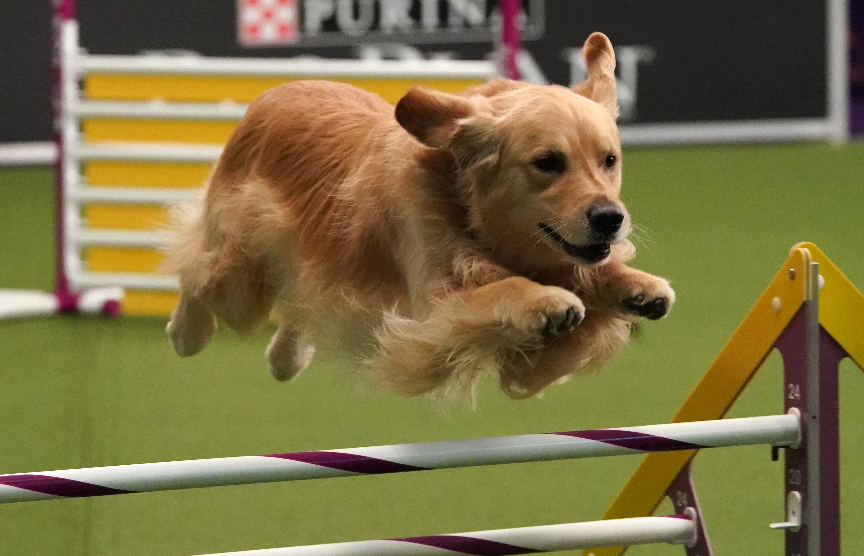 Westminster Dog Show 2021 : Arfjuvvaj5tykm : And, discover when you can