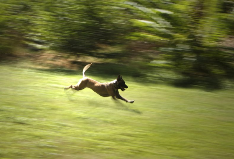 A Doberman pinscher runs toward its trainer.