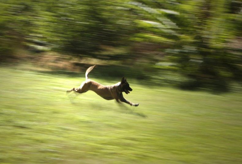 A Doberman pinscher runs toward its trainer.
