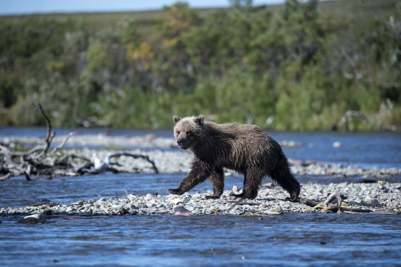 A brown bear in Alaska. 