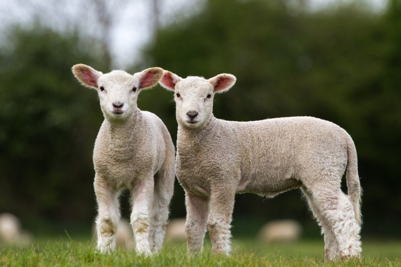 A pair of lambs
