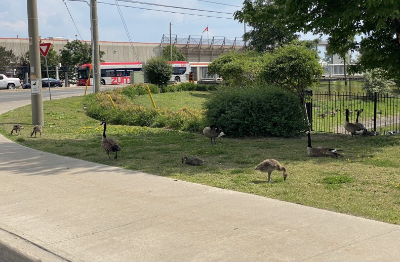 Image of geese from @PeelPolice