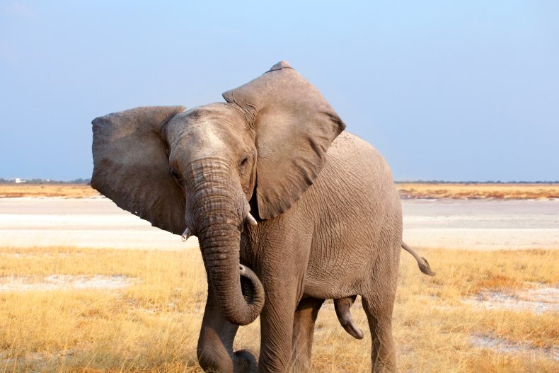 Elephant trampled Zimbabwe man to death