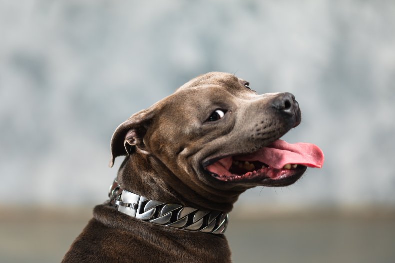 dog, staffordshire terrier, stock, getty