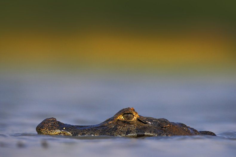 Crocodile in water