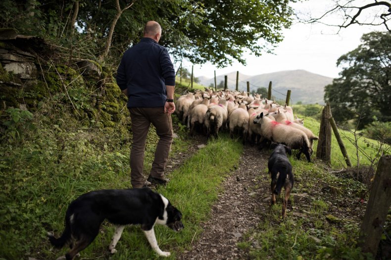 Herding dogs corral sheep in northern England.
