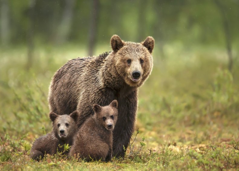 Stock image of bear and cubs
